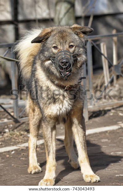 caucasian german shepherd mix