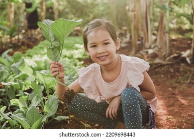 Mixed Asian girl child harvesting fresh homegrown vegetables, eating healthy food, montessori learning, sustainable living, share community produce concept - Powered by Shutterstock