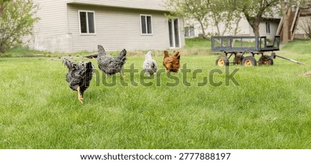 A mixed backyard flock of hens, including Plymouth Rocks, an Americana, and a Rhode Island Red, roaming through green grass in a suburban backyard during spring