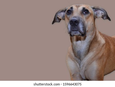 Mixed Boxer And Labrador Dog Isolated On Beige Background.  Room For Creatives Text, Caption, Or Headline