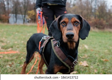  Mixed Breed Black Dog With Intense Orange Eyes During Training On A Long Orange Leash In A Dog Park. Very Focused. Blurred Dog Coach In Background.