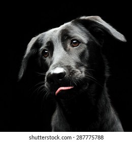 Mixed Breed Black Dog Portrait In A Dark Photo Studio