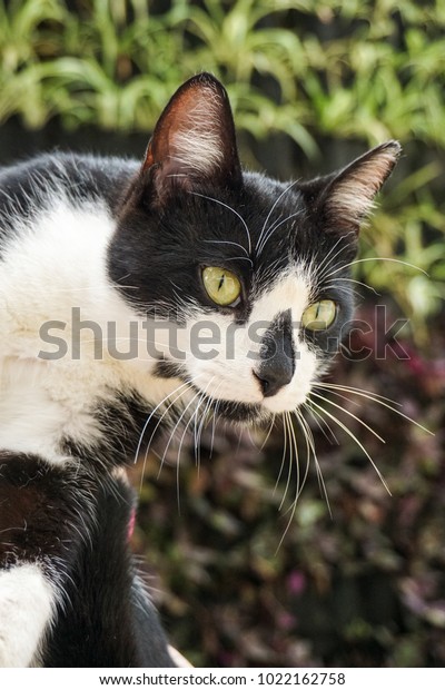 Mixed Breed Cat Adoption Fair Stock Photo Edit Now 1022162758