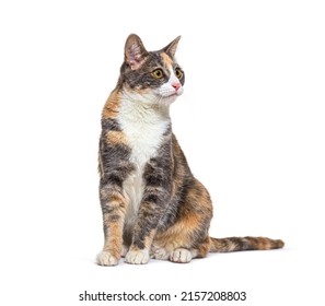 Mixed breed cat with yellow eyes sitting, isolated  - Shutterstock ID 2157208803