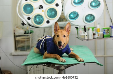 Mixed Breed Dog In Animal Hospital