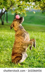 Mixed Breed Dog Balancing Ball On Nose