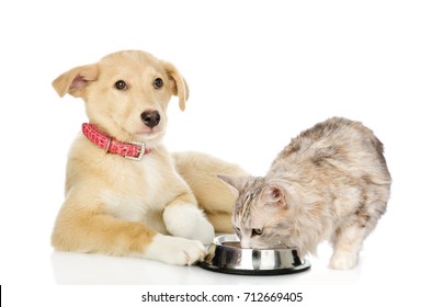 Mixed Breed Dog And Cat Eating Together. Isolated On White Background