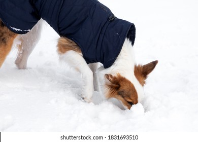 Mixed Breed Dog Is Eating Snow, Risk To Get Upset Stomach, Nausea Or Vomit, Copyspace