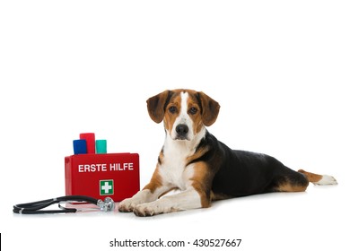 Mixed Breed Dog With First Aid Kit