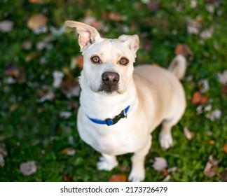 A Mixed Breed Dog With Floppy Ears Sitting Outdoors And Looking Up At The Camera