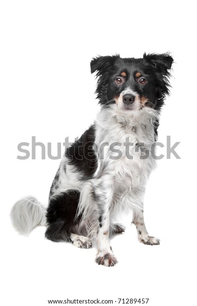 Mixed Breed Dog Frisian Pointing Dog Stock Photo Edit Now 71289457