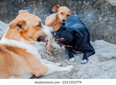 Mixed breed dog group portrait - Shutterstock ID 2311352779