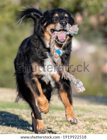 Similar – Dog breed Bernese Mountain Dog