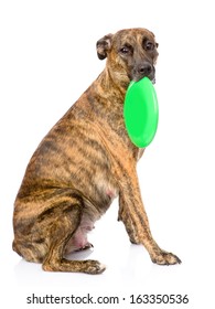 Mixed Breed Dog  Holding A Frisbee. Isolated On White Background