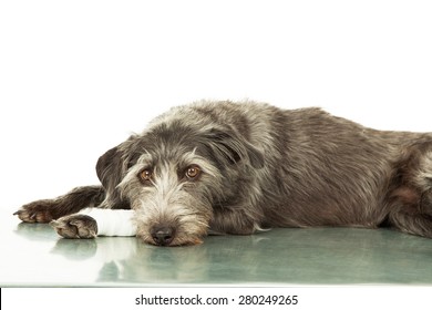 A mixed breed dog with an injury on her leg laying down of a steel hospital exam room table
