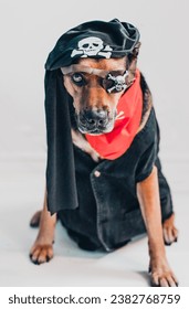 A mixed breed dog with an intimidating expression wearing a pirate costume for Halloween