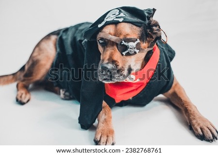 A mixed breed dog with an intimidating expression wearing a pirate costume for Halloween