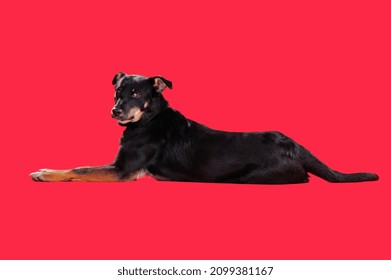Mixed Breed Dog Laying At The Red Backgroud