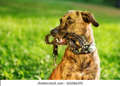  mixed breed dog with a leash in his mouth