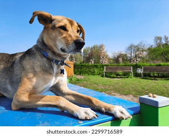 Mixed breed dog lies on podium in dog agility field. Dog lifestyle. Brown-gray dog ​​is resting with its paws outstretched in park. City pets. Animal rights. Template for article, website, blog, ad. - Shutterstock ID 2299716589