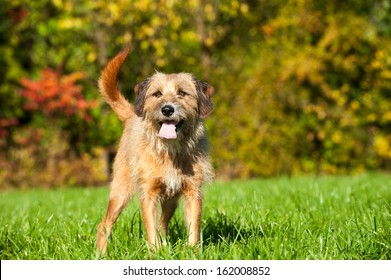 Mixed Breed Dog In Nature