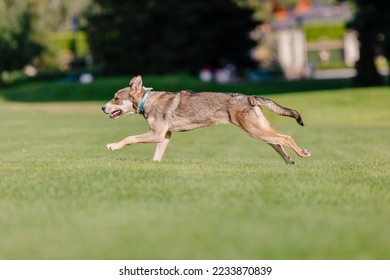 A mixed breed dog on a walk. Dog running on the grass. Cute dog playing. Funny pet. Pet adoption. - Shutterstock ID 2233870839