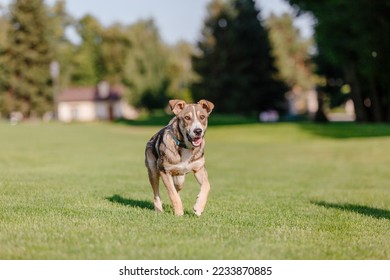 A mixed breed dog on a walk. Dog running on the grass. Cute dog playing. Funny pet. Pet adoption. - Shutterstock ID 2233870885