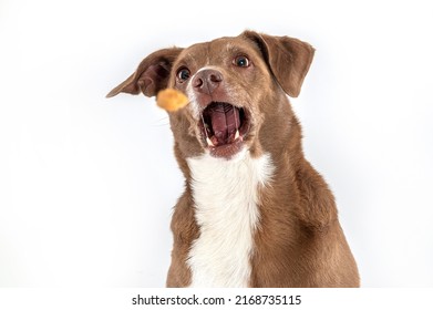 Mixed Breed Dog With An Oppened Mouth Eating Food That Is Being Thrown In The Air 