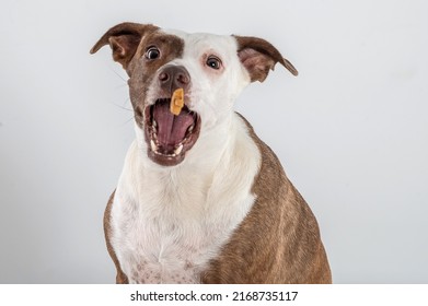 Mixed Breed Dog With An Oppened Mouth Eating Food That Is Being Thrown In The Air 