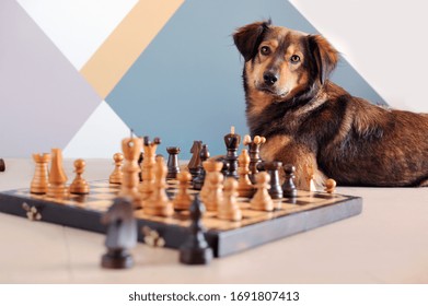 Mixed Breed Dog Playing Chess