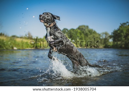 Similar – Foto Bild Hund mit seinem Spielzeug im Wasser