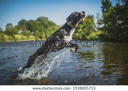 Similar – Foto Bild Hund mit seinem Spielzeug im Wasser