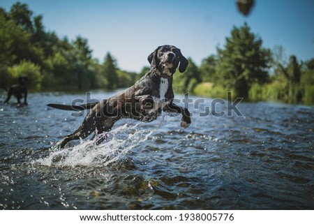 Similar – Foto Bild Hund mit seinem Spielzeug im Wasser