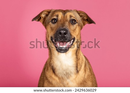 mixed breed dog portrait on pink background