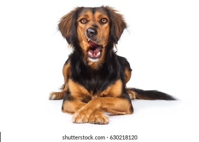 Mixed Breed Dog Breed Is Proud With Crossed Paws Laughing Growls Horrified Amazed With Mouth Funny