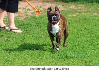 Mixed Breed Dog Running Towards Camera