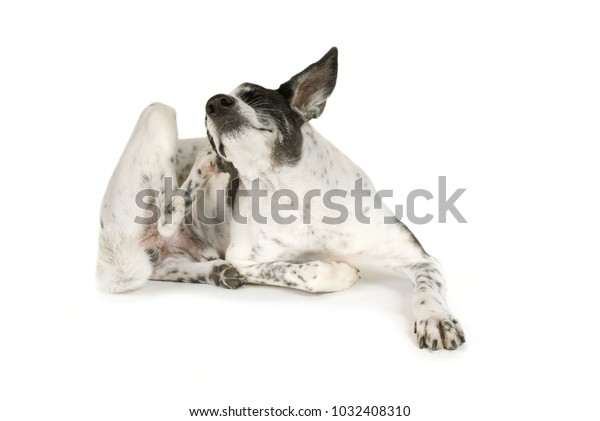Mixed breed dog is scratching his ear