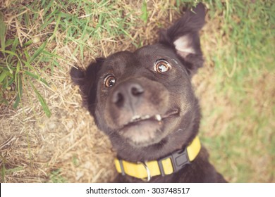 Mixed Breed Dog Selfie Photo