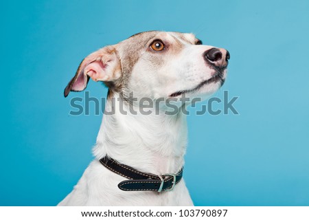 Mixed Breed Dog Short Hair Brown Stock Photo Edit Now 103790897