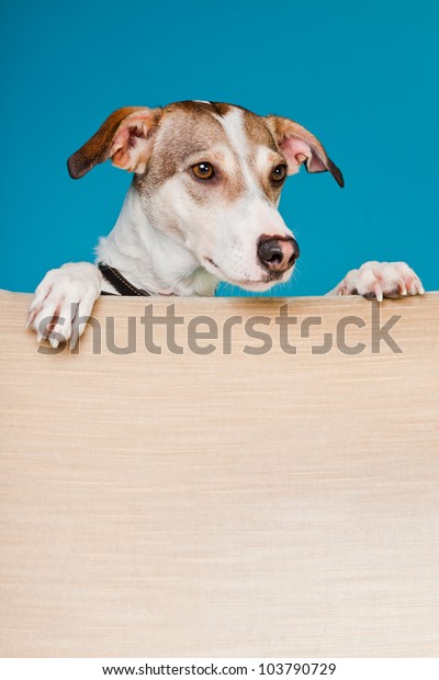 Mixed Breed Dog Short Hair Brown Stock Photo Edit Now 103790729