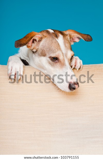 Mixed Breed Dog Short Hair Brown Stock Photo Edit Now 103791155