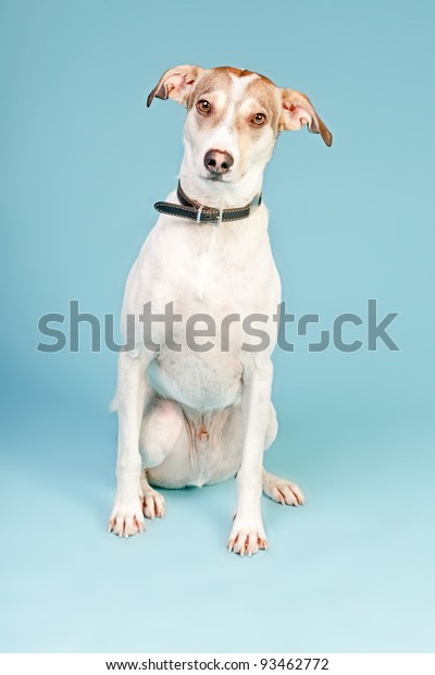 Mixed Breed Dog Short Hair Brown Stock Photo Edit Now 93462772