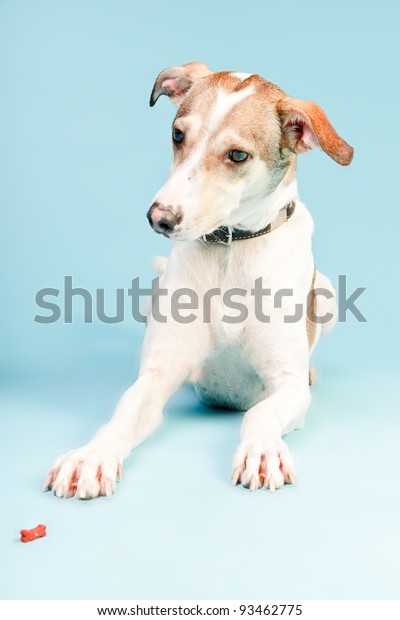 Mixed Breed Dog Short Hair Brown Stock Photo Edit Now 93462775