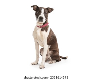 a mixed breed dog sits on a white background - Shutterstock ID 2331614593