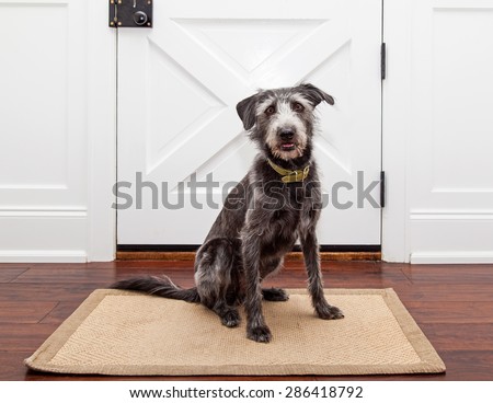 Mixed breed dog sitting in front of a door in her home waiting for a walk or for her owner ot come home
