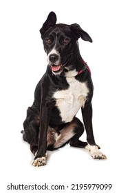 Mixed breed dog sitting isolated on white background - Shutterstock ID 2195979099