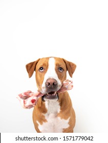 Mixed Breed Dog Sitting On White Background And Holding Raw Lamb Femur Bone