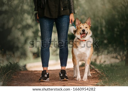 mixed breed dog standing next to owner legs outdoors