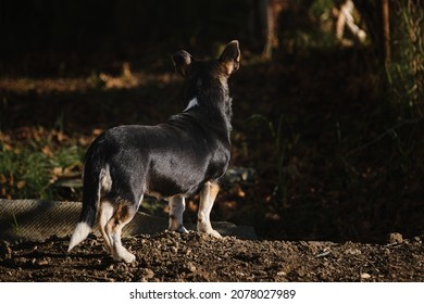 Mixed Breed Dog Stands With Its Back And Butt Turned And Lowered Tail Down To Ground. Small Cute Mongrel Dog Of Black And Red With Tan Color.