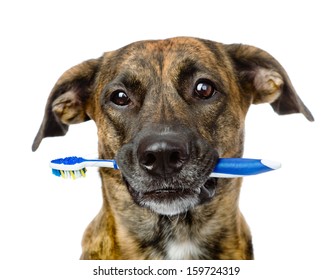 Mixed Breed Dog With A Toothbrush. Isolated On White Background